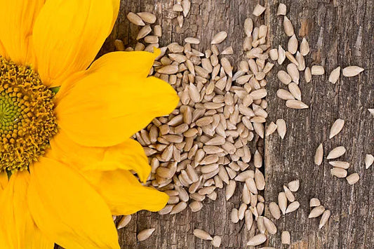 How Sunflower Seeds Can Support Heart Health